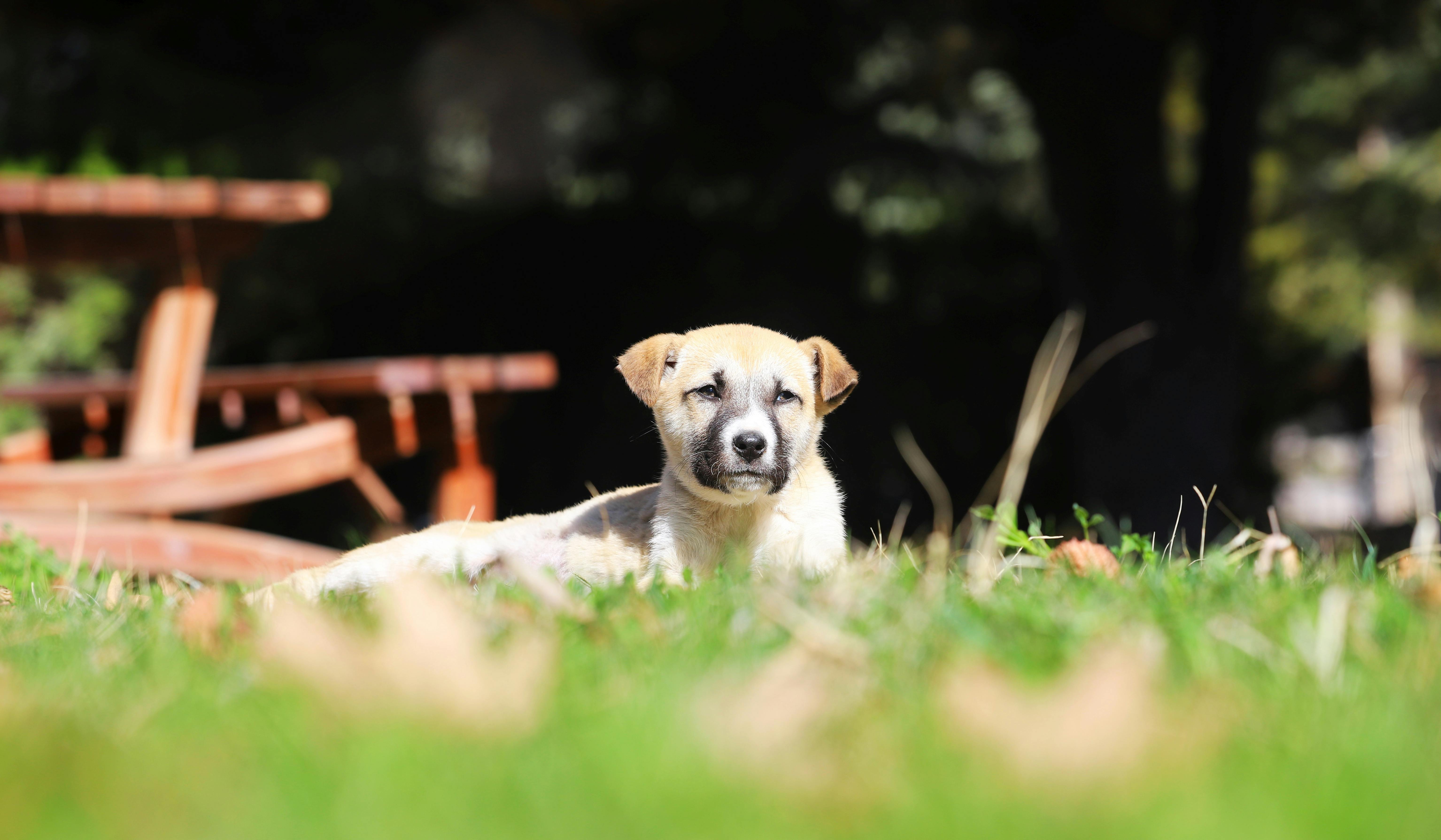 Kangal adopteren